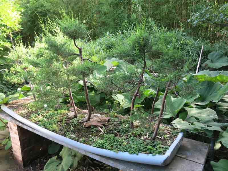 Forêt miniature de bonsaïs exposée en barque au Tropicarium Bonsaï de La Baule, entourée de végétation luxuriante
