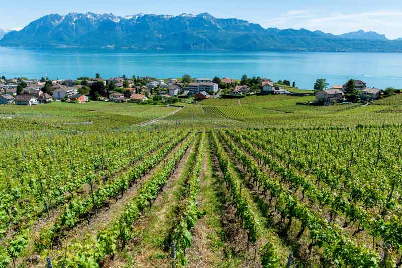 Vignobles en terrasses de Lavaux surplombant le lac Léman et les Alpes suisses par une journée ensoleillée