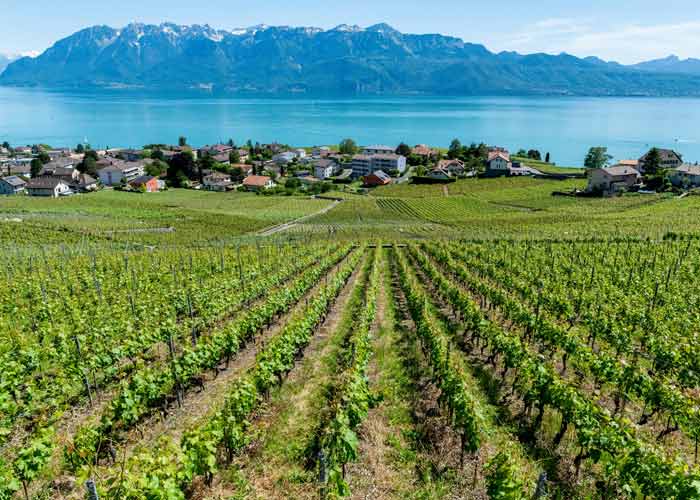 Vignobles en terrasses de Lavaux surplombant le lac Léman et les Alpes suisses par une journée ensoleillée
