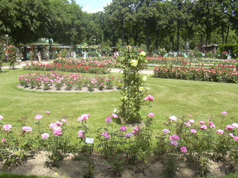 Roseraie du parc de la Pépinière à Nancy, jardin fleuri en plein centre-ville