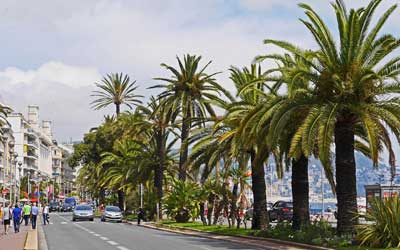 Palmiers sur la Promenade des Anglais à Nice