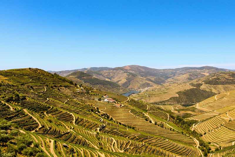 Vignobles en terrasses de la vallée du Douro près de Porto