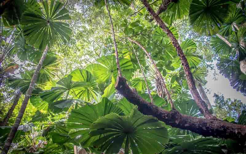 Daintree forest