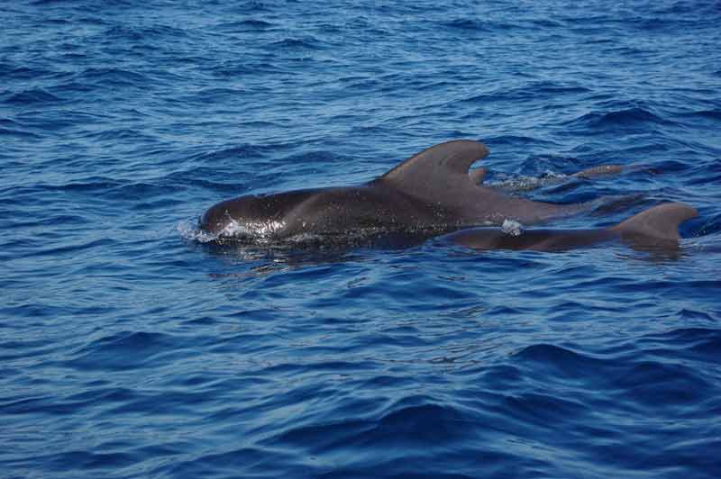 Globicéphales nageant en surface lors d’une sortie en mer au large de Los Gigantes, entre Tenerife et La Gomera