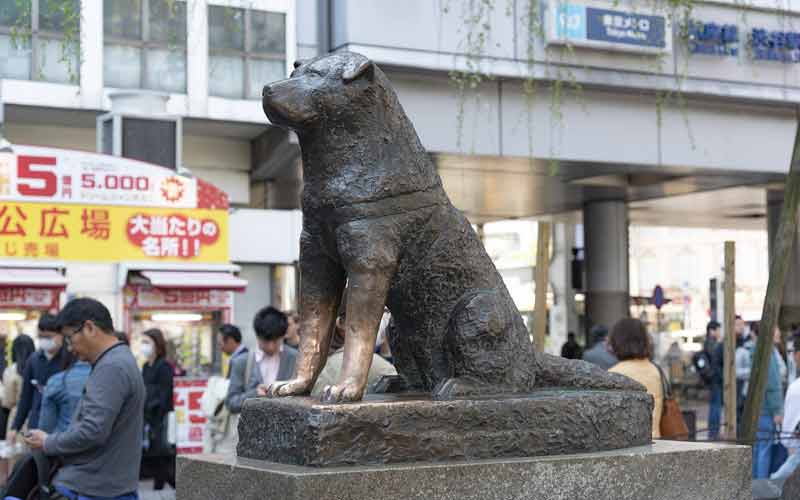 statue de Hachiko (chien célèbre au Japon pour avoir attendu son maître à la gare de Shibuya pendant près de 10 ans)