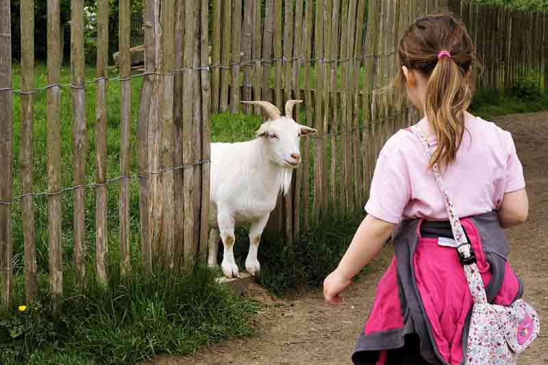 Enfant qui observe une chèvre blanche derrière une clôture en bois à la ferme de Gally, dans un cadre champêtre et verdoyant